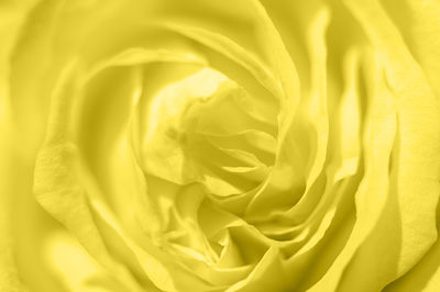 Full frame shot of yellow rose