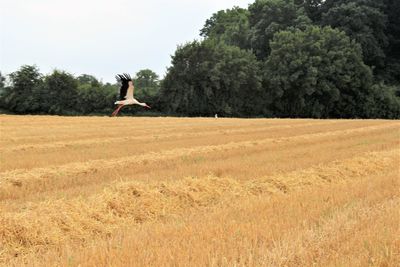 Man jumping on field