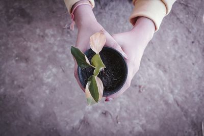 Cropped hands of woman holding potted plant