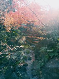 Plants growing in park