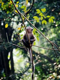 Bird on branch against trees