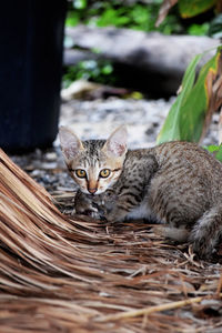 Portrait of tabby kitten in basket