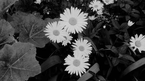 High angle view of white flowering plant