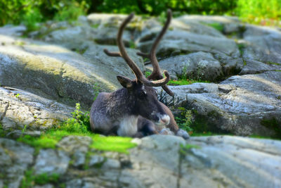 Close-up of squirrel on rock