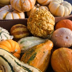 Close-up of pumpkins in market