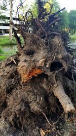 Close-up of tree trunk