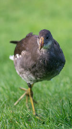 Close-up of bird on field