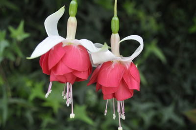 Close-up of pink flower growing on plant