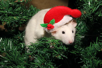 Rat 2020 . christmas mouse