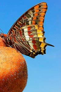 Low angle view of butterfly against clear sky