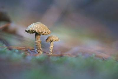 Close-up of mushroom growing on land