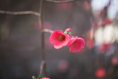 Close-up of pink flowers blooming outdoors