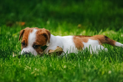 Dog in a field