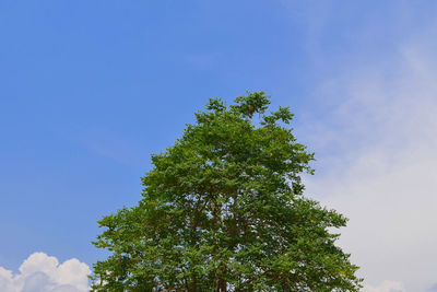 Low angle view of tree against clear blue sky