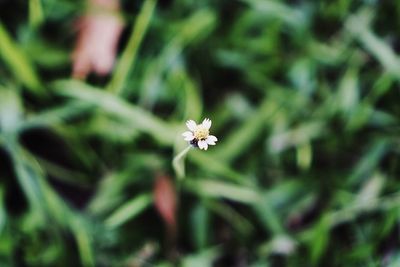 Close-up of white flower growing outdoors