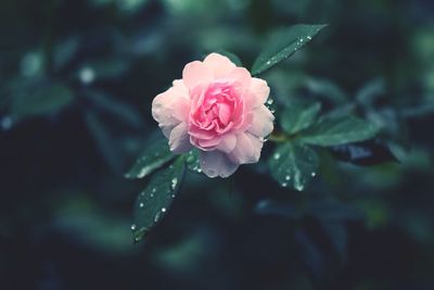 Close-up of pink rose blooming outdoors