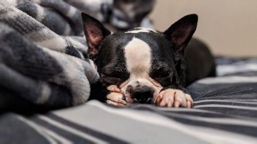 Close-up of a dog resting on bed