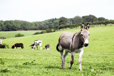 Horses in a field