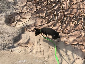 Shadow of tree on sand