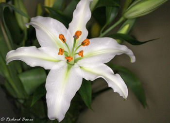 Close-up of white day lily blooming outdoors