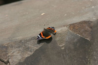 High angle view of butterfly