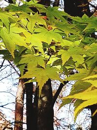 Low angle view of maple leaves on tree trunk