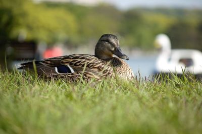 Close-up of bird on grass