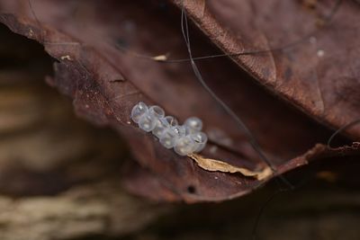 Close-up of water drops on dry leaves