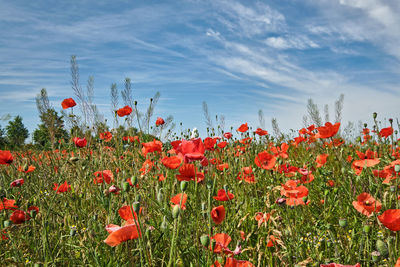 Close-up of red poppy flowers on field against sky