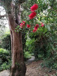 Red flowering plants in park