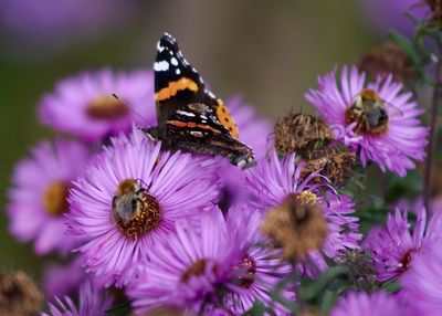 Close-up of bee on purple flowers