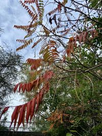 Low angle view of flower trees against sky