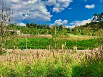 Scenic view of agricultural field against sky