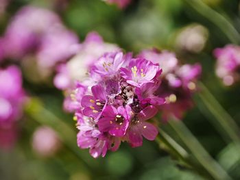 Close-up of pink flowers blooming outdoors