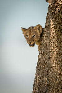 Portrait of lion cub peeking through tree trunk