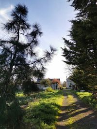 Trees and houses on field against sky