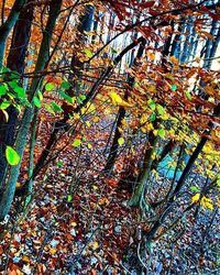 Leaves on tree trunk