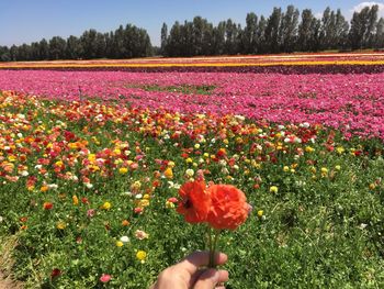 Close-up of poppy flowers growing in field