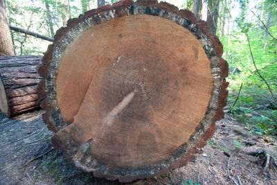 Close-up of tree stump in forest