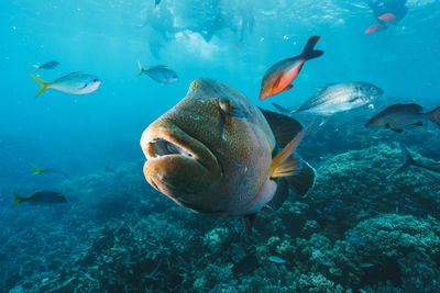 Cheilinus undulatus, maori wrasse humphead fish in australia