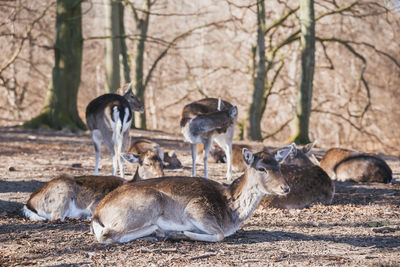 Deer herd in autumn forest in denmark