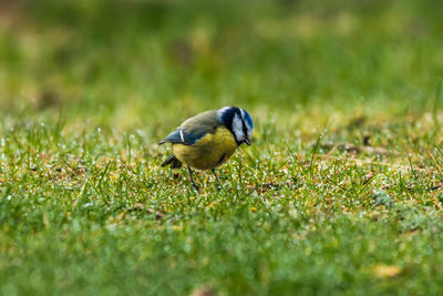 Close-up of bird on grass