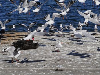 Seagulls flying over water