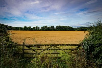 Scenic view of agricultural field against sky