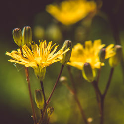 Close-up of yellow flowering plant