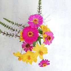 Close-up of fresh pink flowers blooming outdoors