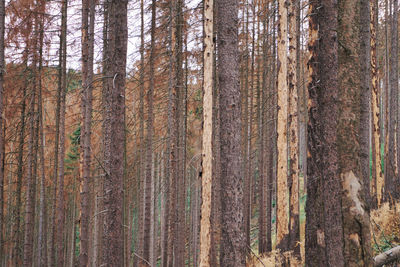 Full frame shot of dead spruce trees in forest because of bark beetles