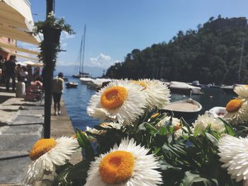 Close-up of flowers in city