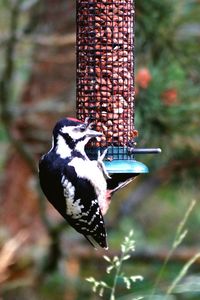 Close-up of bird hanging