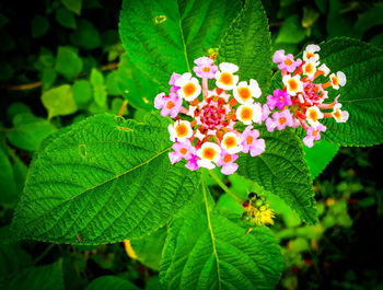 Close-up of flowering plant